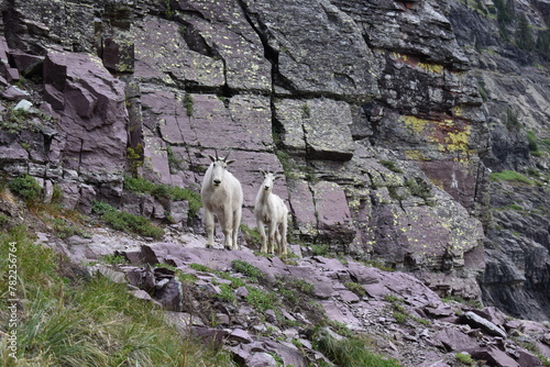 Wildlife, Forests, Mountains, and Landscapes in the northern USA