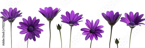 Midnight Purple Flowers Isolated Row