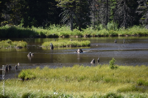 Wildlife  Forests  Mountains  and Landscapes in the northern USA