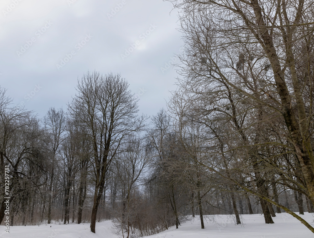 Fototapeta premium trees during cold weather in dim light in winter