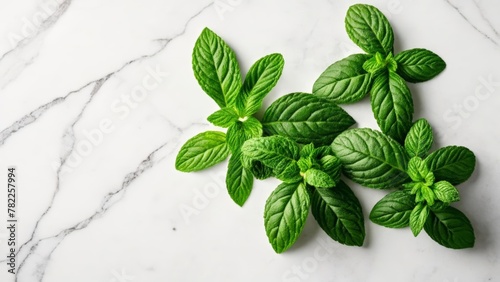  Fresh and vibrant basil leaves ready to add flavor to your dishes