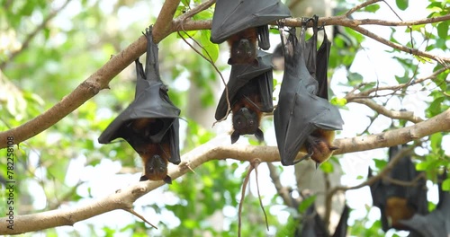 Fruit bats hanging upside down on a branch (Lyle's flying fox or Pteropus lylei) in Thailand. High definition shot at 4K, 60 fps video footage. photo