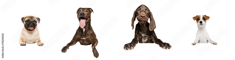 Collage. Studio images of four purebred dogs peeking out table, posing against transparent background. Fluffy and short haired. Concept of movement, joy, playing, pets love, animal life, pet friend.