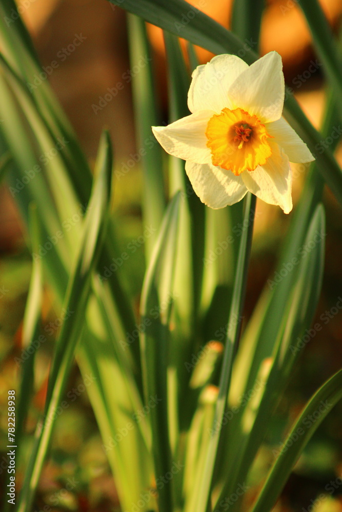 Narcissus is a genus of predominantly spring flowering perennial plants of the amaryllis family, Amaryllidaceae. Narcissus is a genus of predominantly spring flowering perennial plants of the amaryllis family, Amaryllidaceae.
