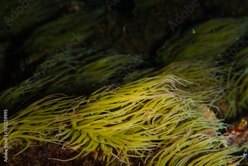 Brownish algae move with the sea current.