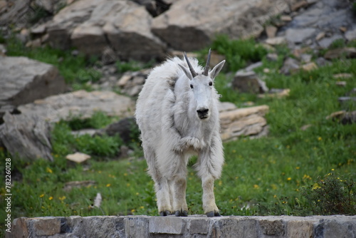 Wildlife, Forests, Mountains, and Landscapes in the northern USA