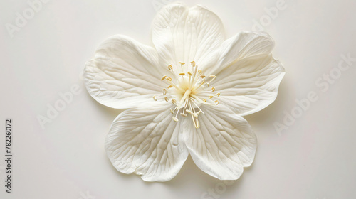 A jasmine flower with intricate textures