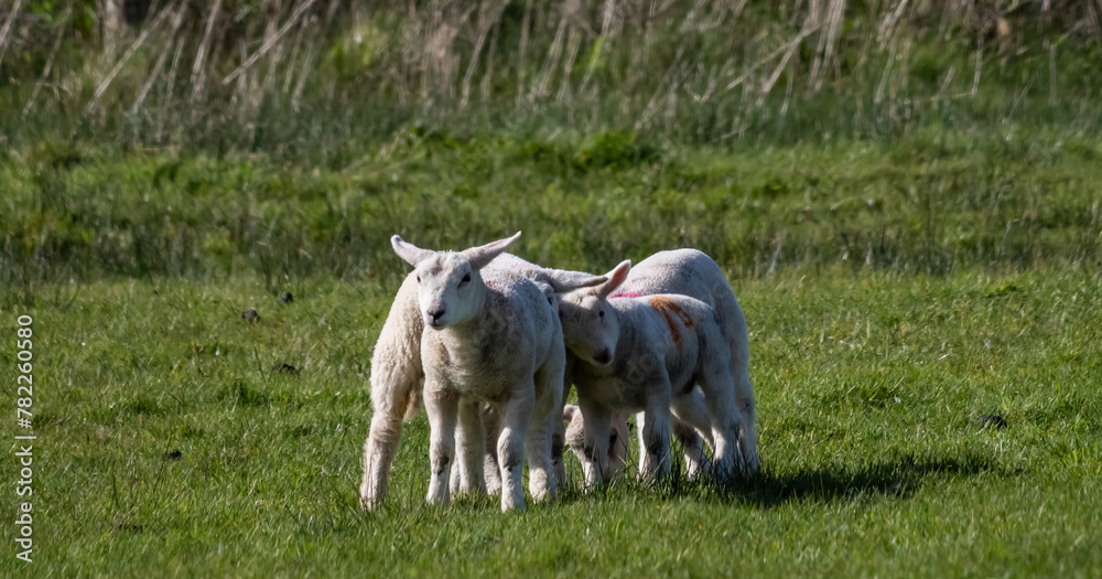 Sheep and their lambs in their fields , Anglesey