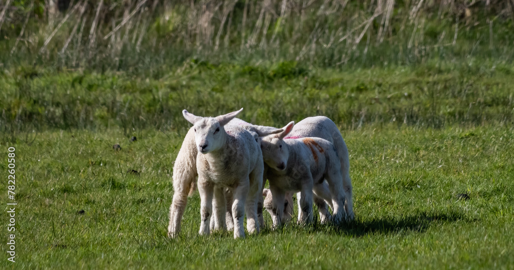 Sheep and their lambs in their fields , Anglesey Sheep and their lambs in their fields , Anglesey