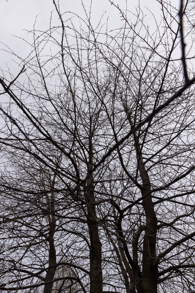 bare branches of maples in the winter season in the park bare branches of maples in the winter season in the park