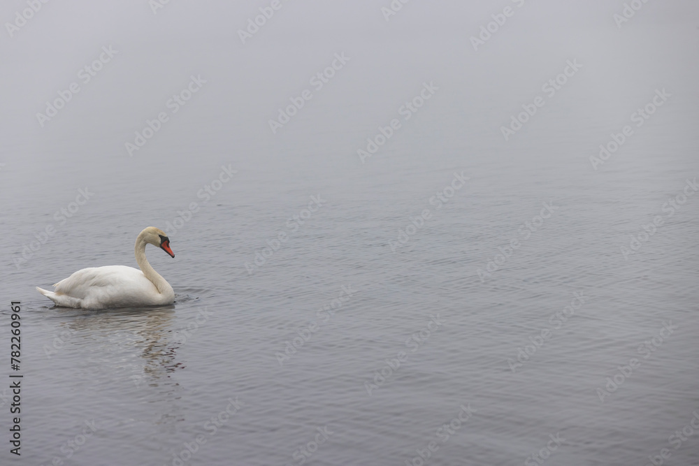 white swans swimming on the lake in foggy weather white swans swimming on the lake in foggy weather