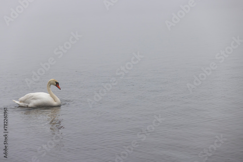 white swans swimming on the lake in foggy weather photo