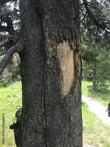 Wildlife, Forests, Mountains, and Landscapes in the northern USA