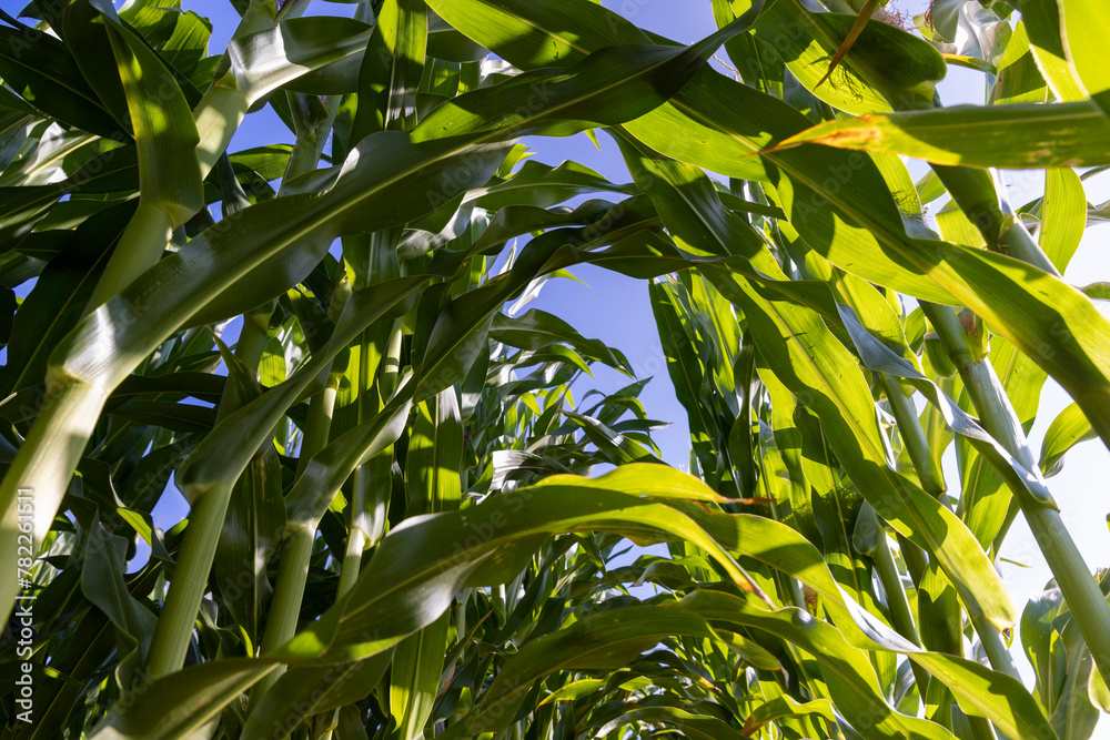 Fototapeta premium green corn during flowering in summer