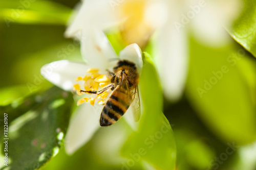 Honey bee sitting at white tangerine tree blossom flower, spindle hair visible.