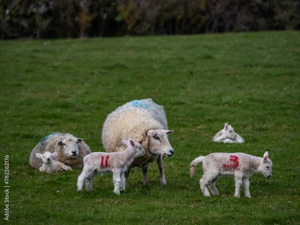 Sheep and their lambs in their fields , Anglesey Sheep and their lambs in their fields , Anglesey