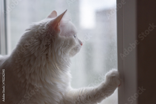 Domestic cat looks curiously out of an open window. High quality photo