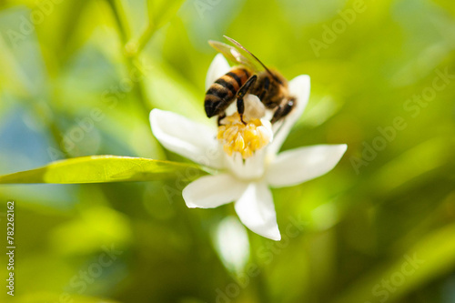 Blurred honey bee collecting pollen background
