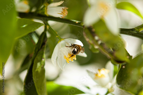 European bee collecting pollen at white tree blossom