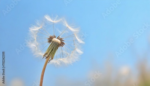  Dandelion Seeds Blowing in the Wind against a Clear Blue Sky  Symbol of Change and New Beginnings