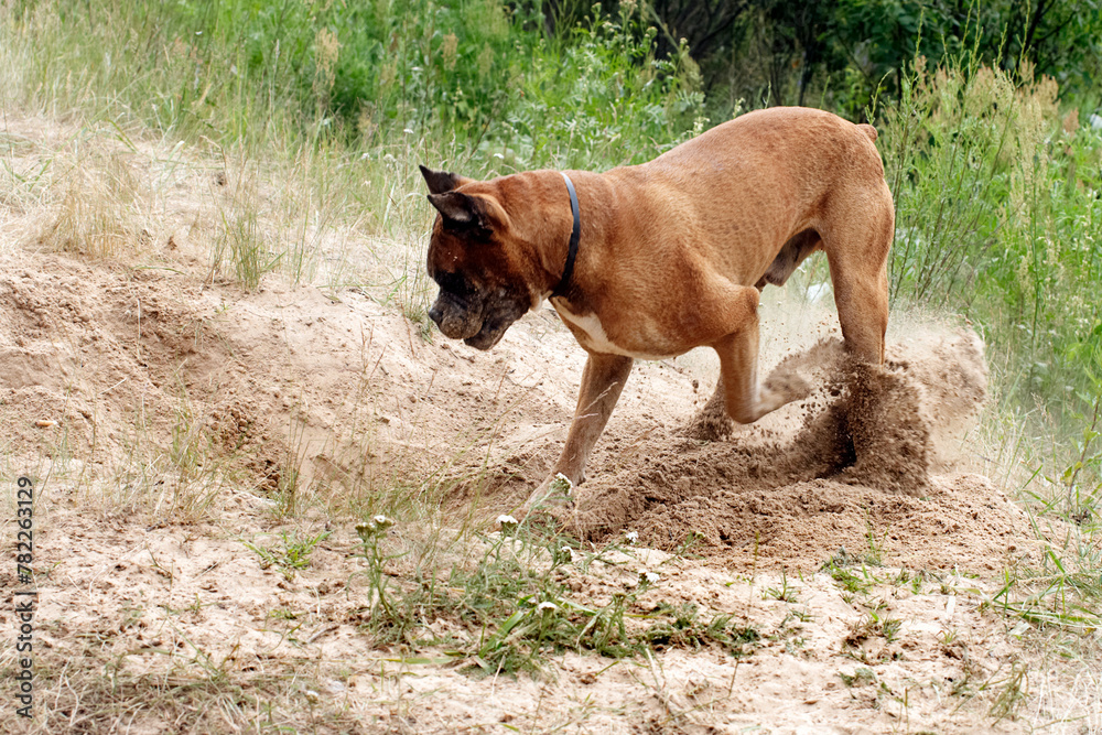 english mastiff portrait isolated outdoor in the green field english mastiff portrait isolated outdoor in the green field