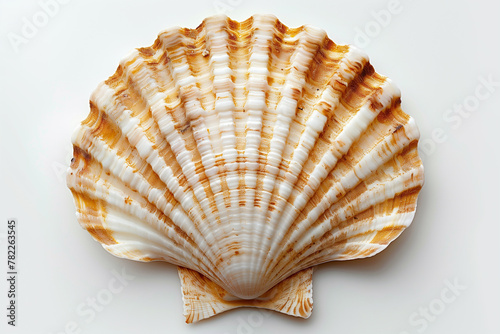 Raw scallop with ice on white background top view