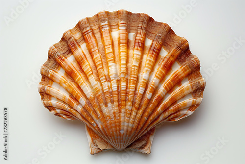 Raw scallop with ice on white background top view