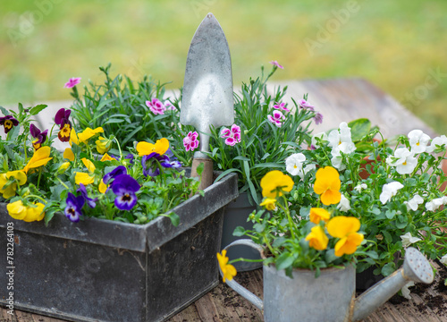 pretty and colorful spring flowers of carnation and violas in a decorative me...
