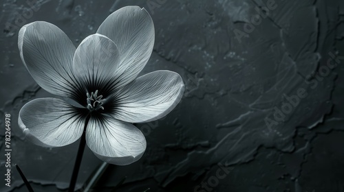 Monochrome close-up of a single flower with textured background photo