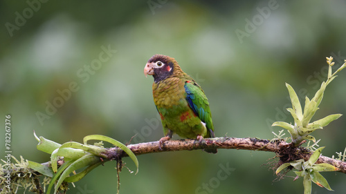 Birds of Costa Rica: Brown-hooded Parrot (Pyrilia haematoris)