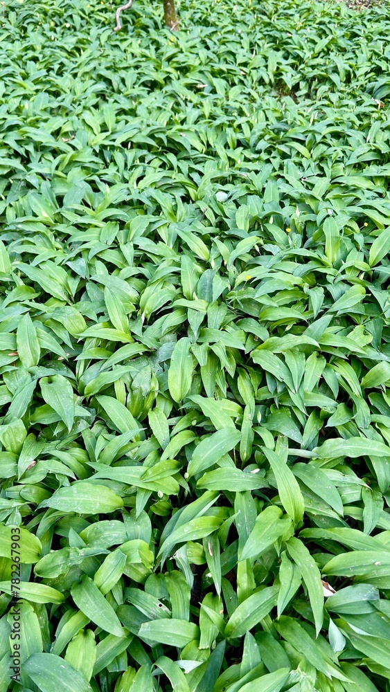 fresh wild garlic in the forest fresh wild garlic in the forest