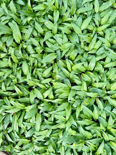 fresh wild garlic in the forest