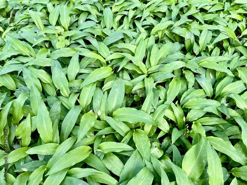 fresh wild garlic in the forest