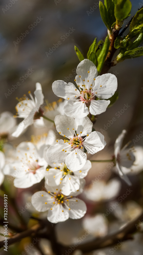 spring blooming, flowers on trees, natural beauty, background and place for text