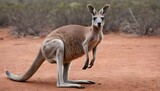 A-Kangaroo-With-Its-Eyes-Scanning-The-Terrain- 2