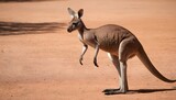 A-Kangaroo-With-Its-Hind-Legs-Propelling-It-Forwar-