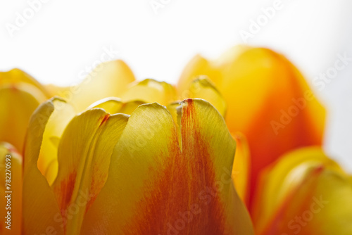 Tulip petals in the backlight