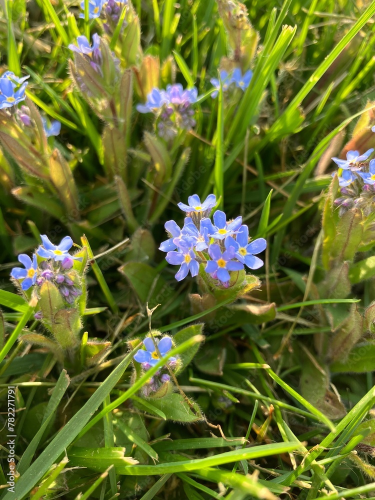 Some pretty forget-me-not flowers up close Some pretty forget-me-not flowers up close