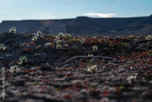 Vegetación patagónica en la meseta