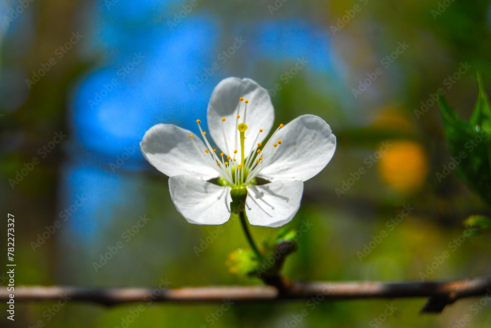 lonely white flower on a branch in spring forest lonely white flower on a branch in spring forest