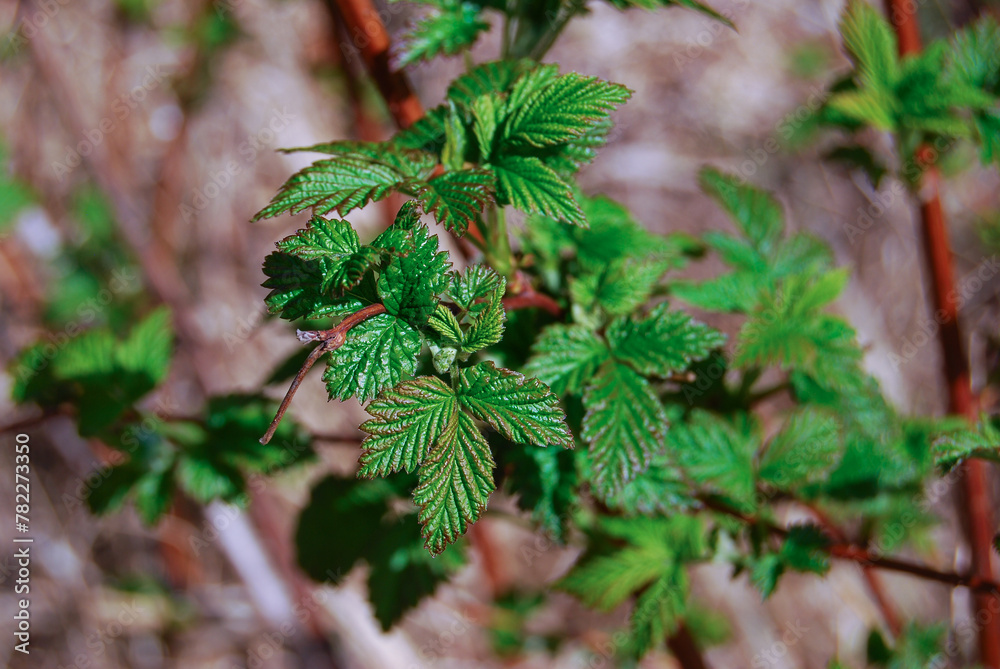 a branch of fresh green blackberry leaves in a spring forest a branch of fresh green blackberry leaves in a spring forest
