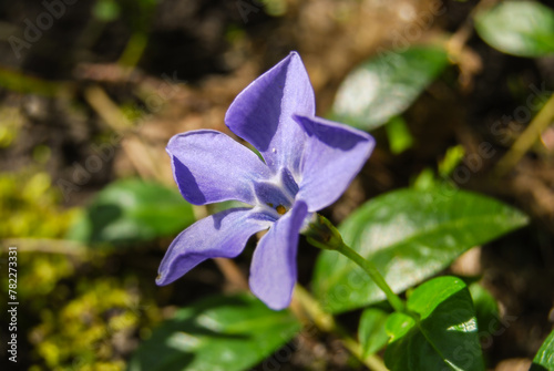 lilac flower in the sun in the forest