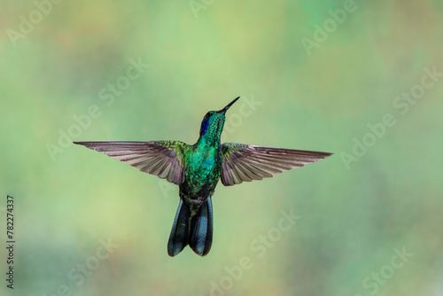 Beautiful green violetear hummingbird in flight against a blurred green background.  (Sparkling Violetear) © Neil