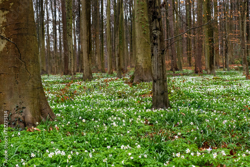 spring in the forest,Anemonoides nemorosa, wood anemone, is an early spring flowering plant from the buttercup family Ranunculaceae, a carpet of flowers in the forest, a layer of undergrowth in the fo