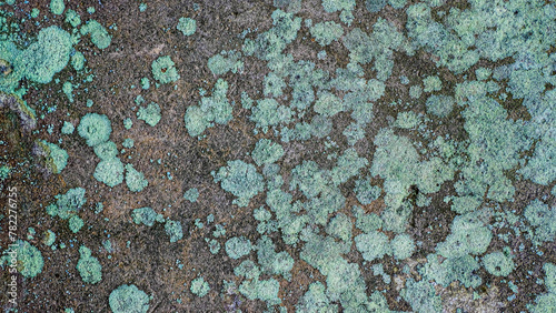 Concrete wall with moss and mold spores