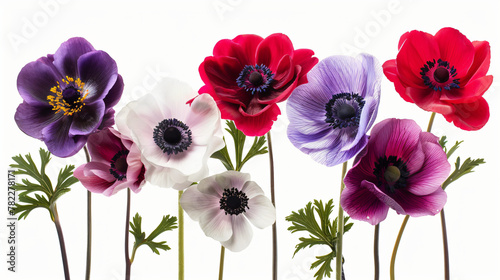 An arrangement of carnations in vibrant hues © Reema