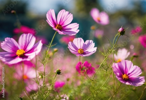 Vivid cosmos flower field in bloom