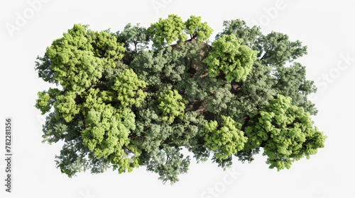 aerial view of woods  isolated  transparent