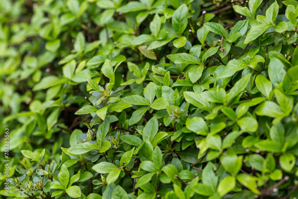 green leaves background green leaves background