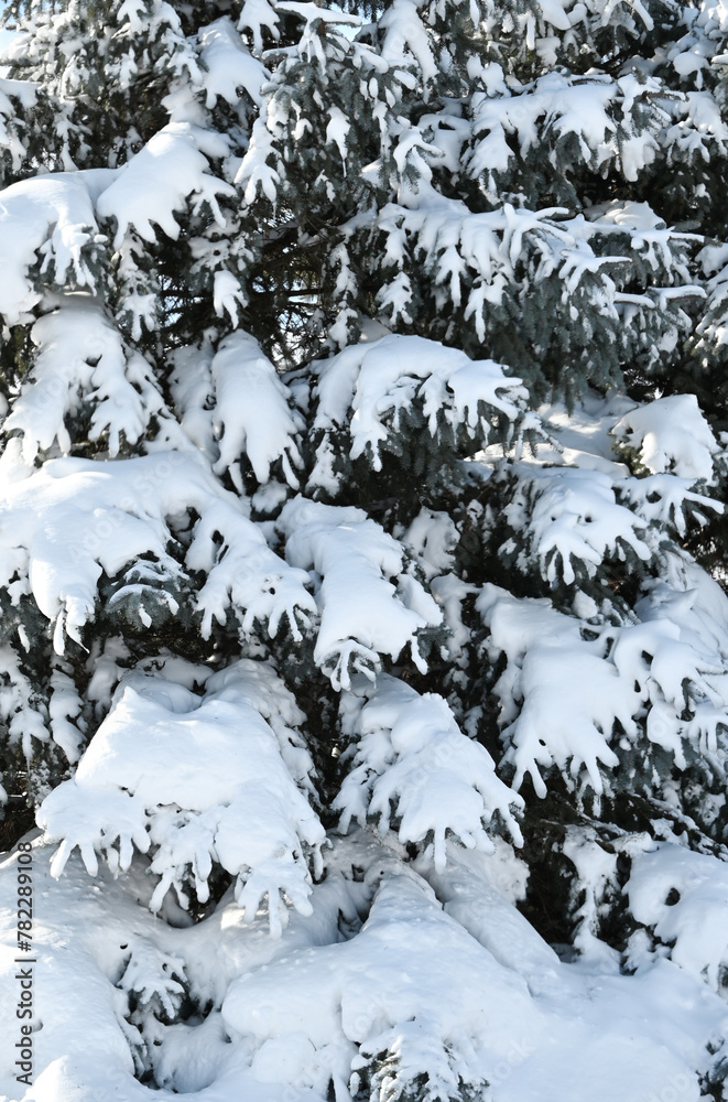 Heavy Snow on Evergreen Tree